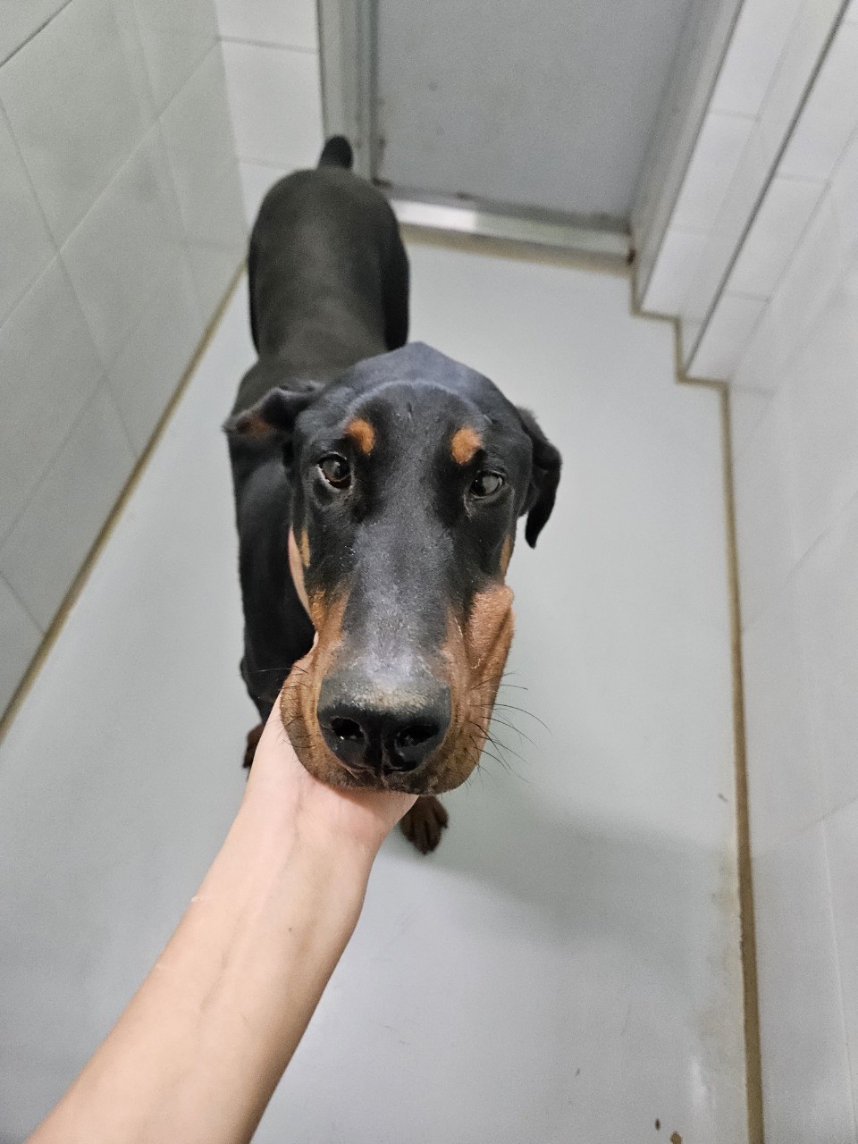 종료(반환) 도베르…